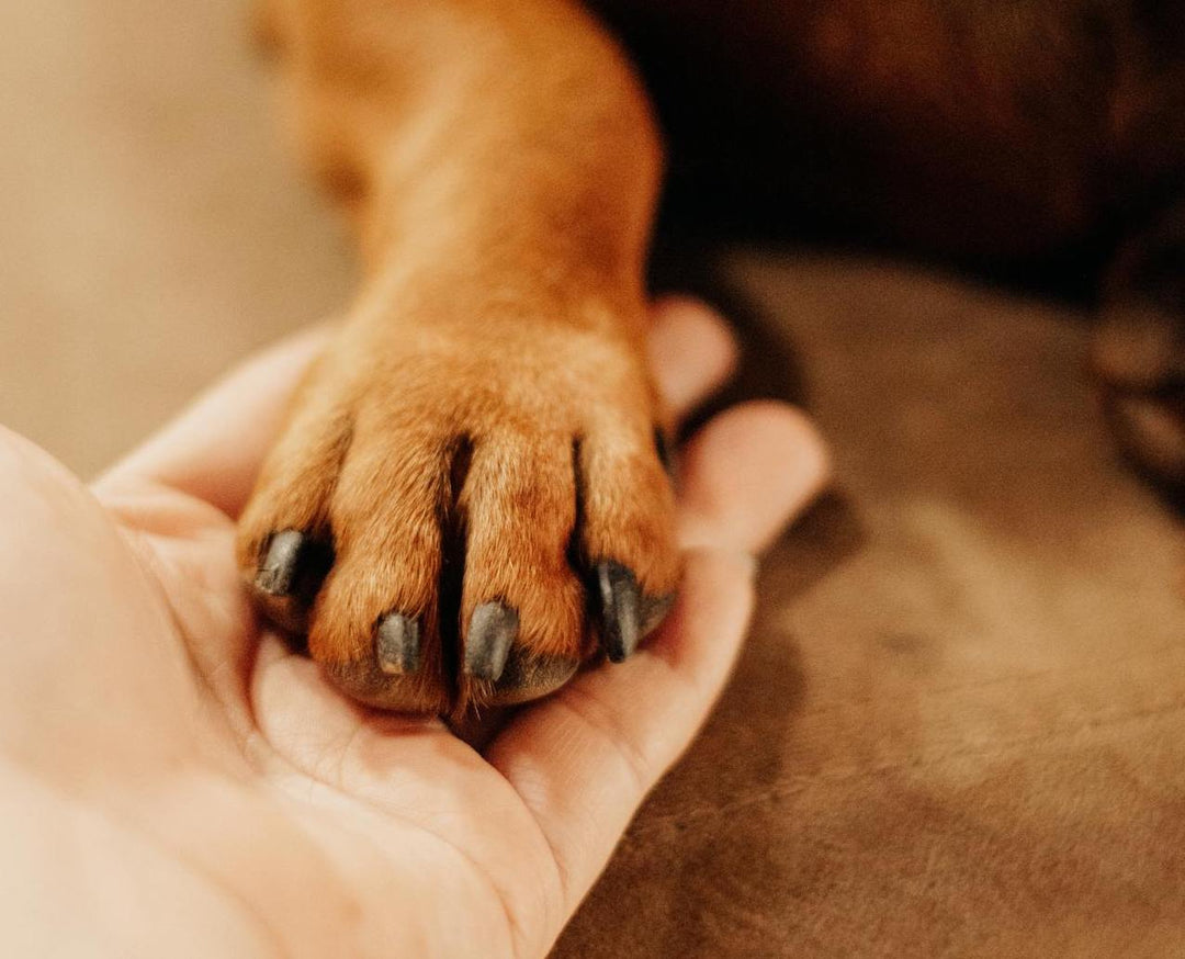 Dogs Paw Balm
