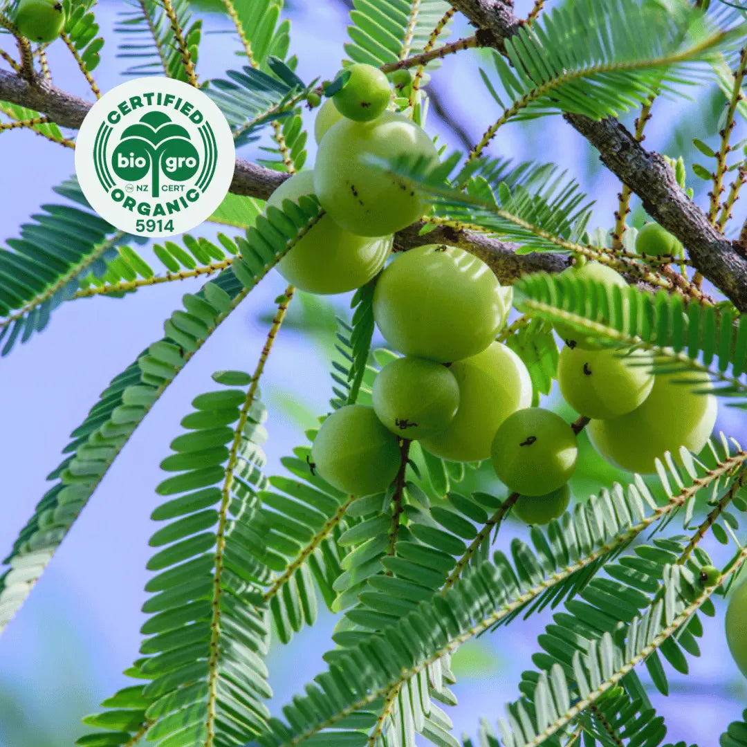 Pale green Amla berries of various sizes growing on a branch in a bunch with bio gro logo in the top left corner to verify Go Native New Zealand's organic certification for organic amla carrier oil