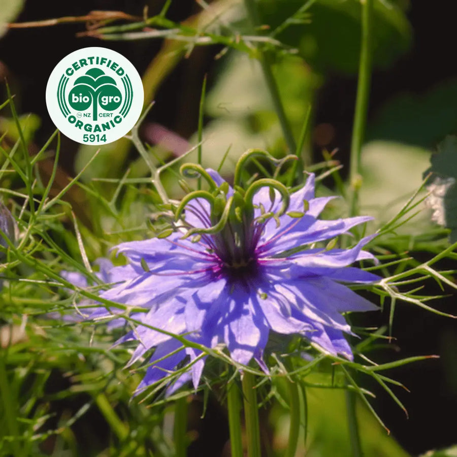 Purple Nigella sativa flower growing in the wild with bio gro logo in the top left corner to verify Go Native New Zealand's organic certification for organic black cumin seed carrier oil