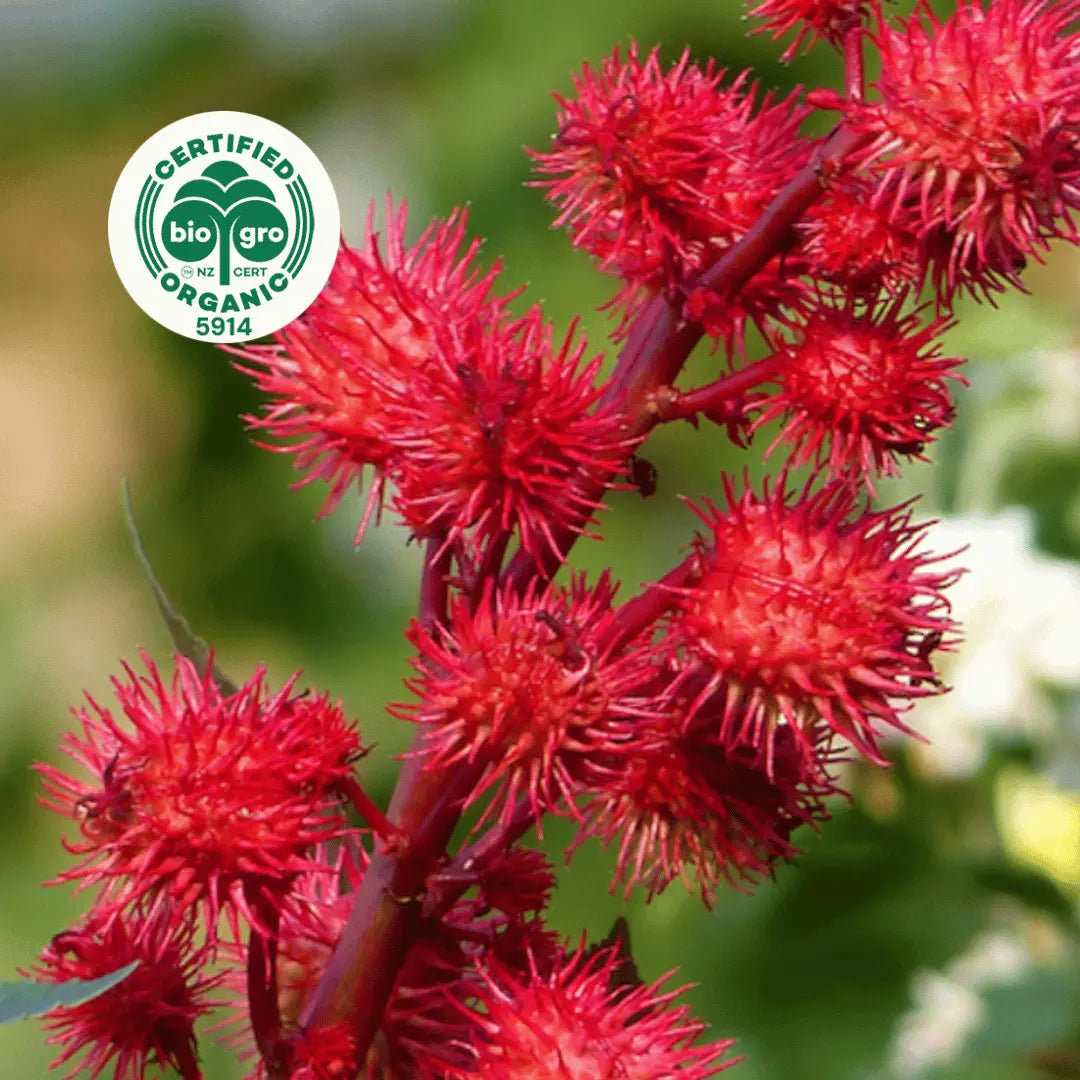 red castor fruit growing on branch with bio gro Certified Organic icon to verify Go Native New Zealand's organic certification for castor carrier oil
