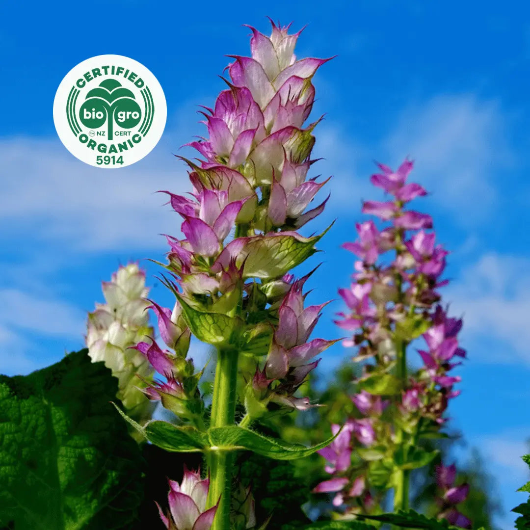 Clary sage flowers, in bright sunlight to make Go Native NZ Essential Oil with Bio Gro Icon verifying Certified Organic