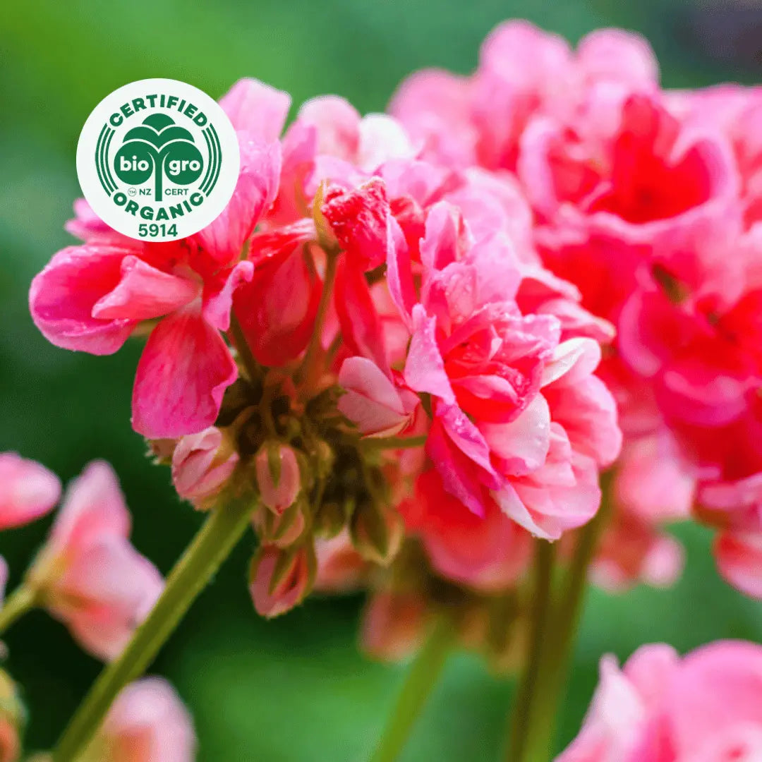 Geranium flowers, in bright sunlight used to make Go Native NZ Essential Oil with Bio Gro Icon verifying Certified Organic