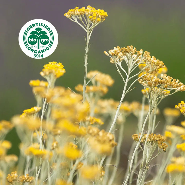 bright yellow helichrysum flowers t to make Go Native NZ Essential Oil with Bio Gro Icon 5194 to verify Certified Organic