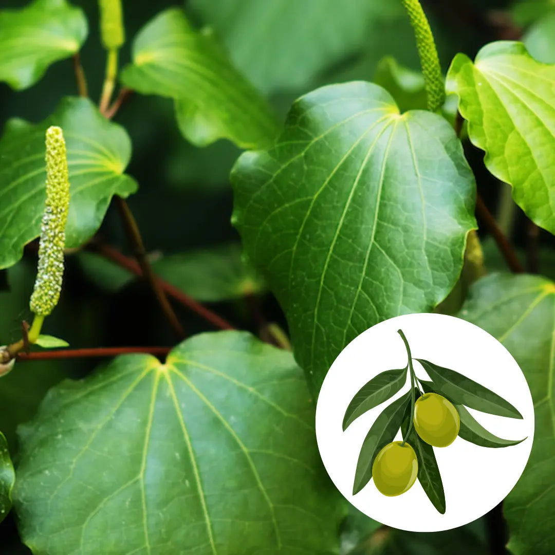 Kawakawa infused in Olive oil