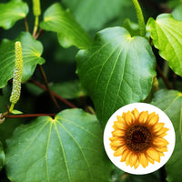 Kawakawa infused in Sunflower oil