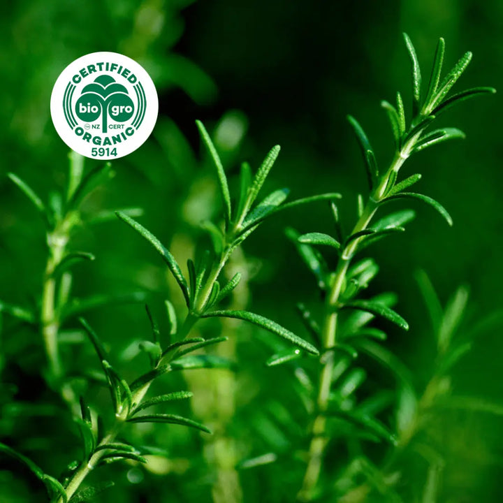 Detail of rosemary leaves used to make Go Native NZ Essential Oil with Bio Gro Icon verifying Certified Organic
