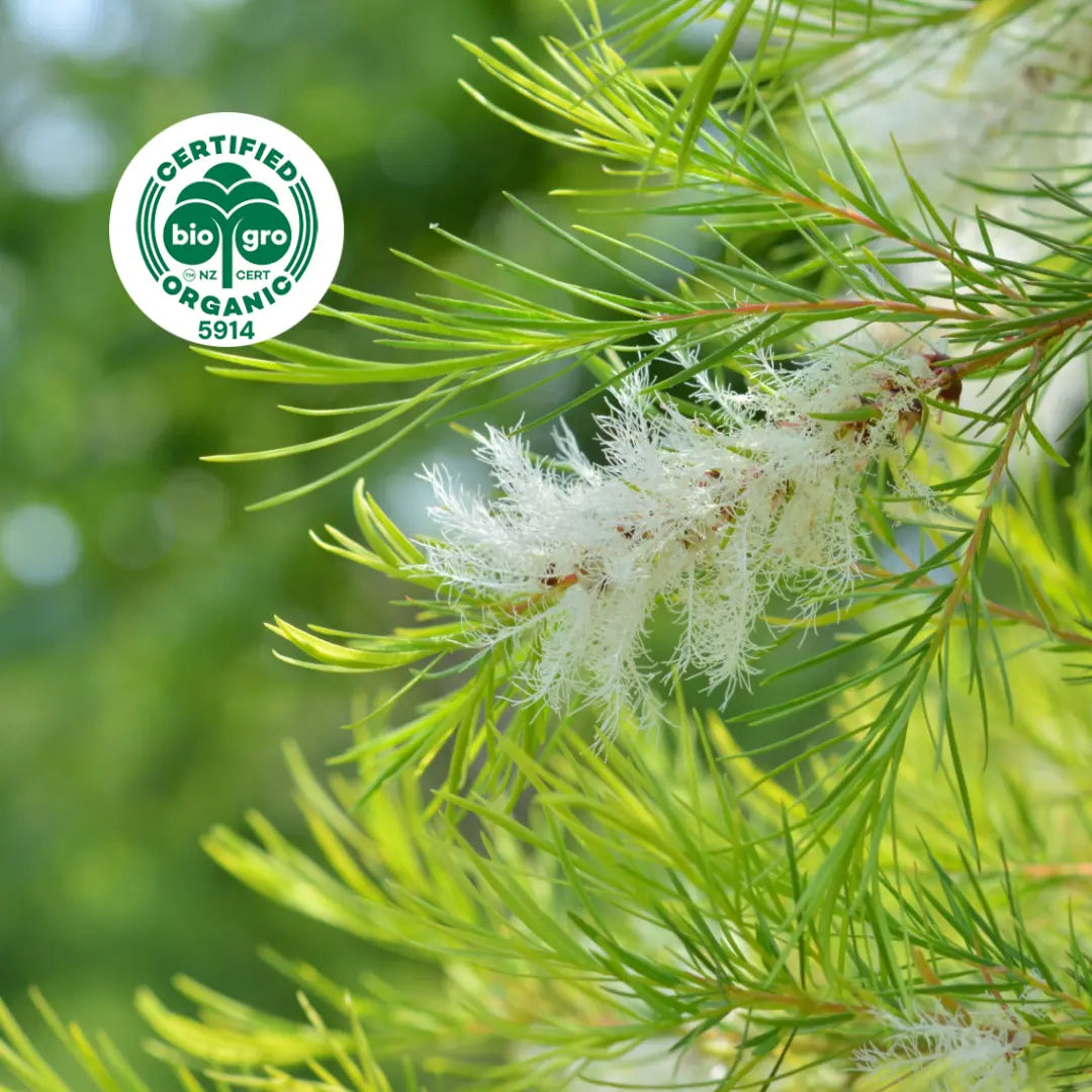 Teatree essential oil, certified organic