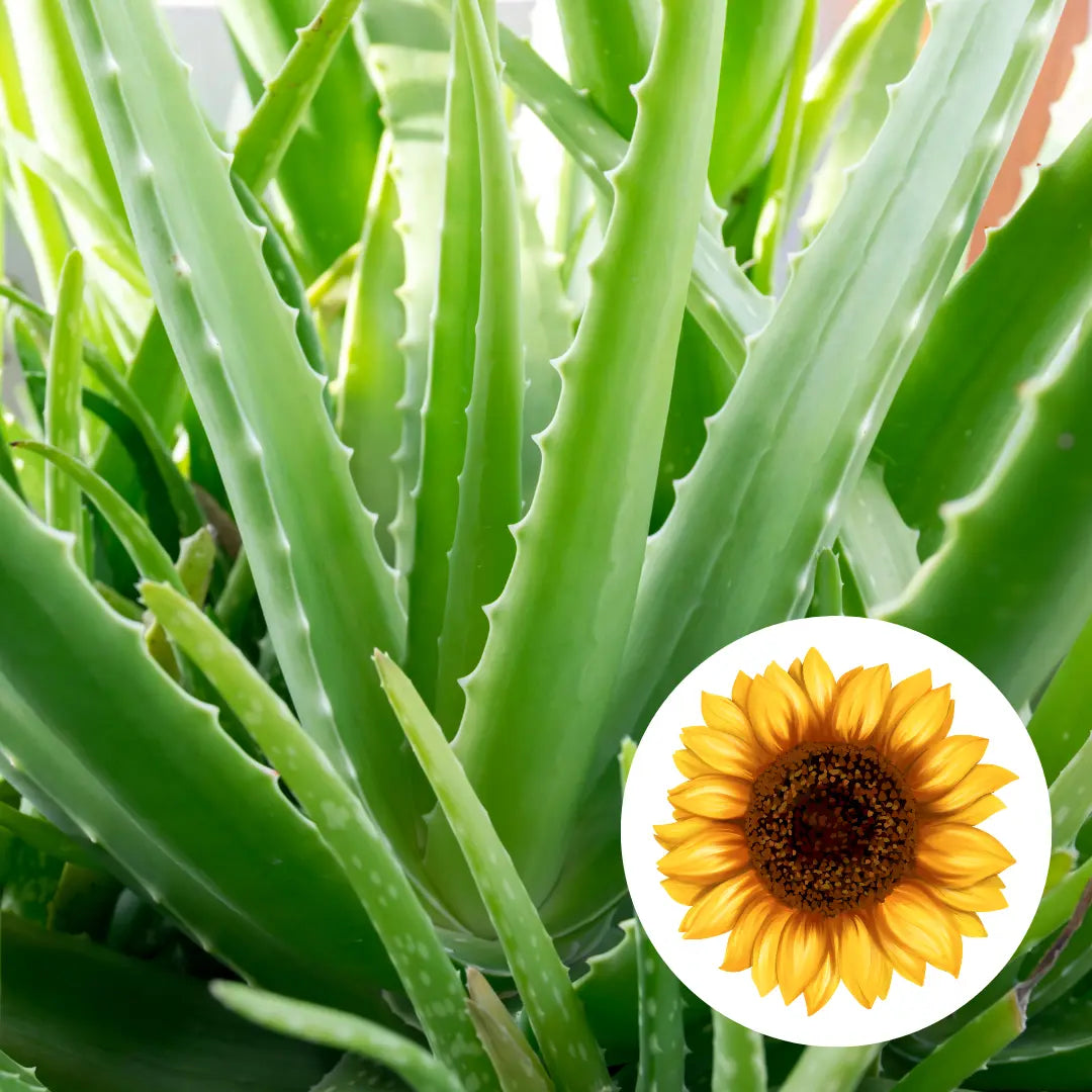 Aloe vera infused oil
