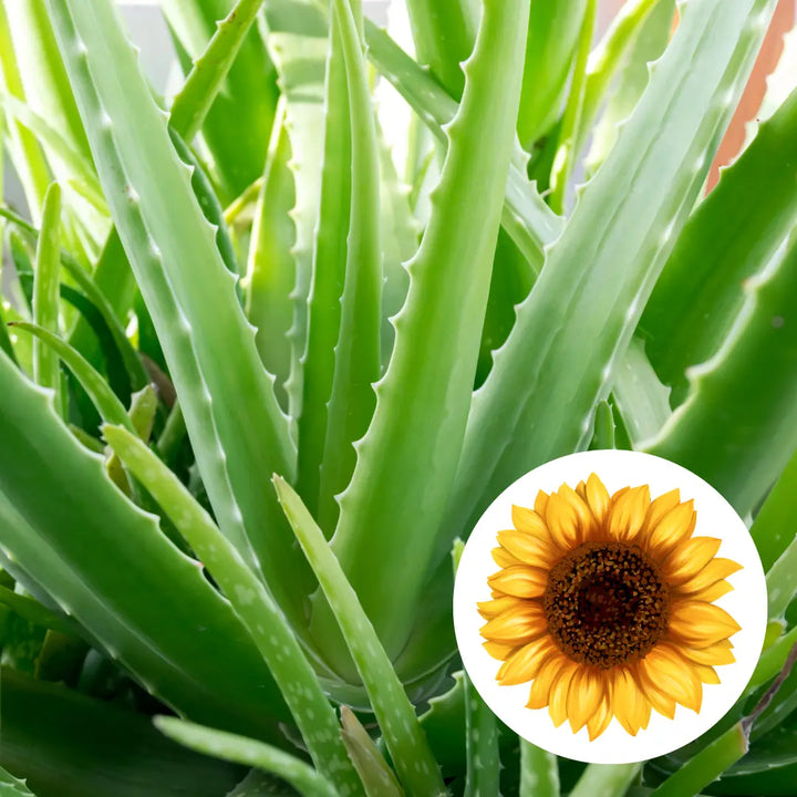 Aloe vera infused oil