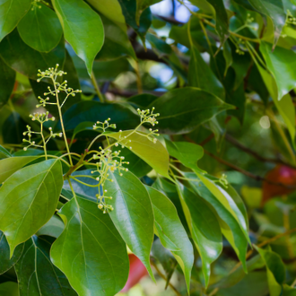 camphor essential oil – Go Native New Zealand Ltd