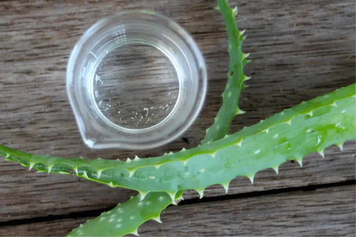homemade Go Native NZ Aloe Vera Juice in jar 