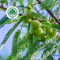 Amla oil, certified organic