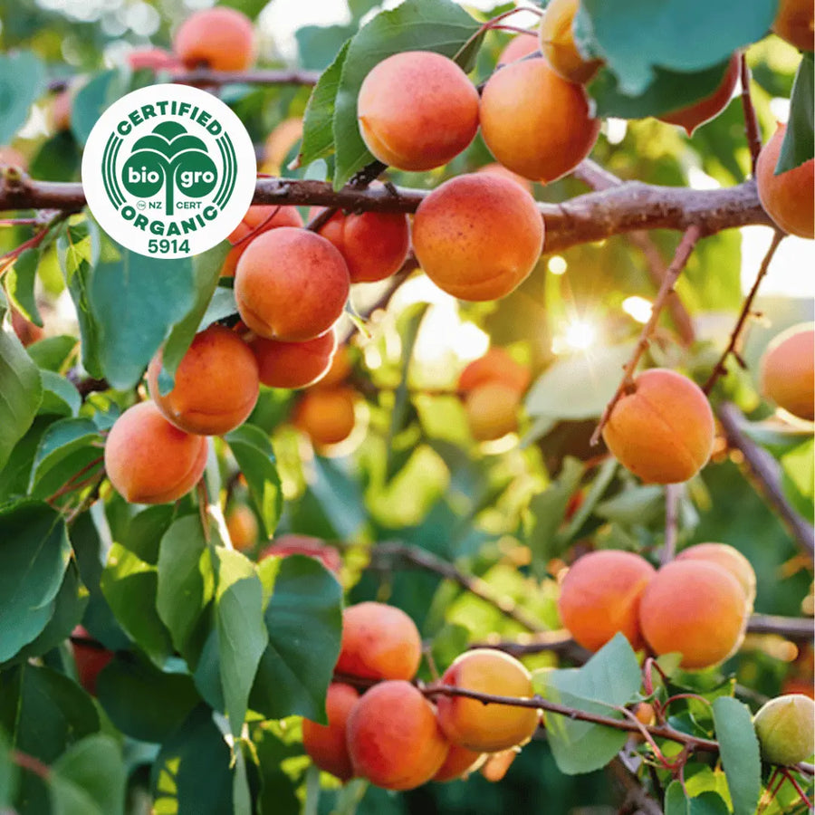 Apricots gorwing on the tree in the sun with bio gro logo in the top left corner to verify Go Native New Zealand's organic certification for organic apricot kernel carrier oil