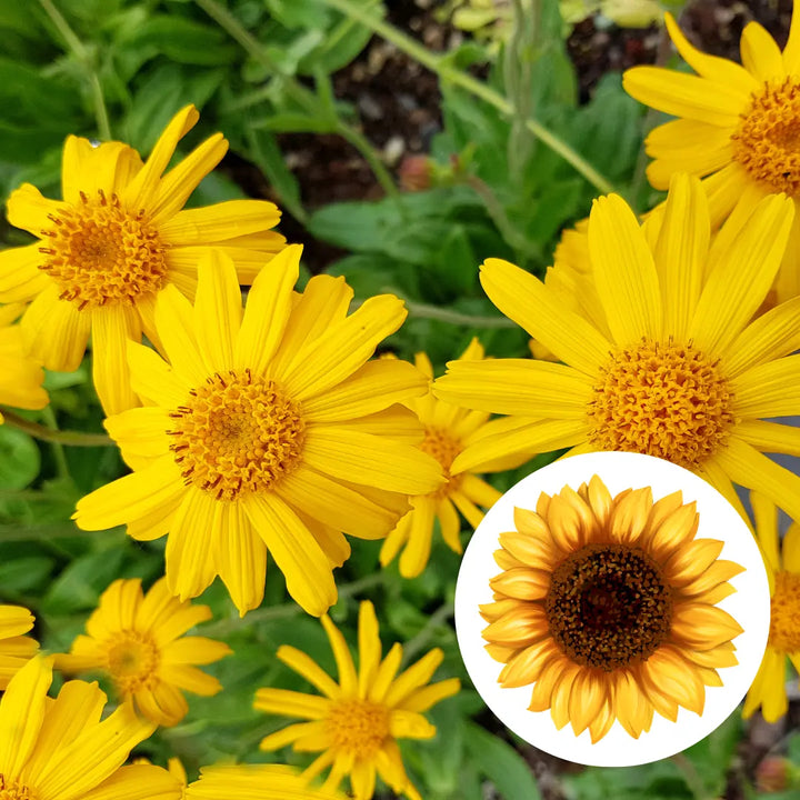 Arnica infused oil