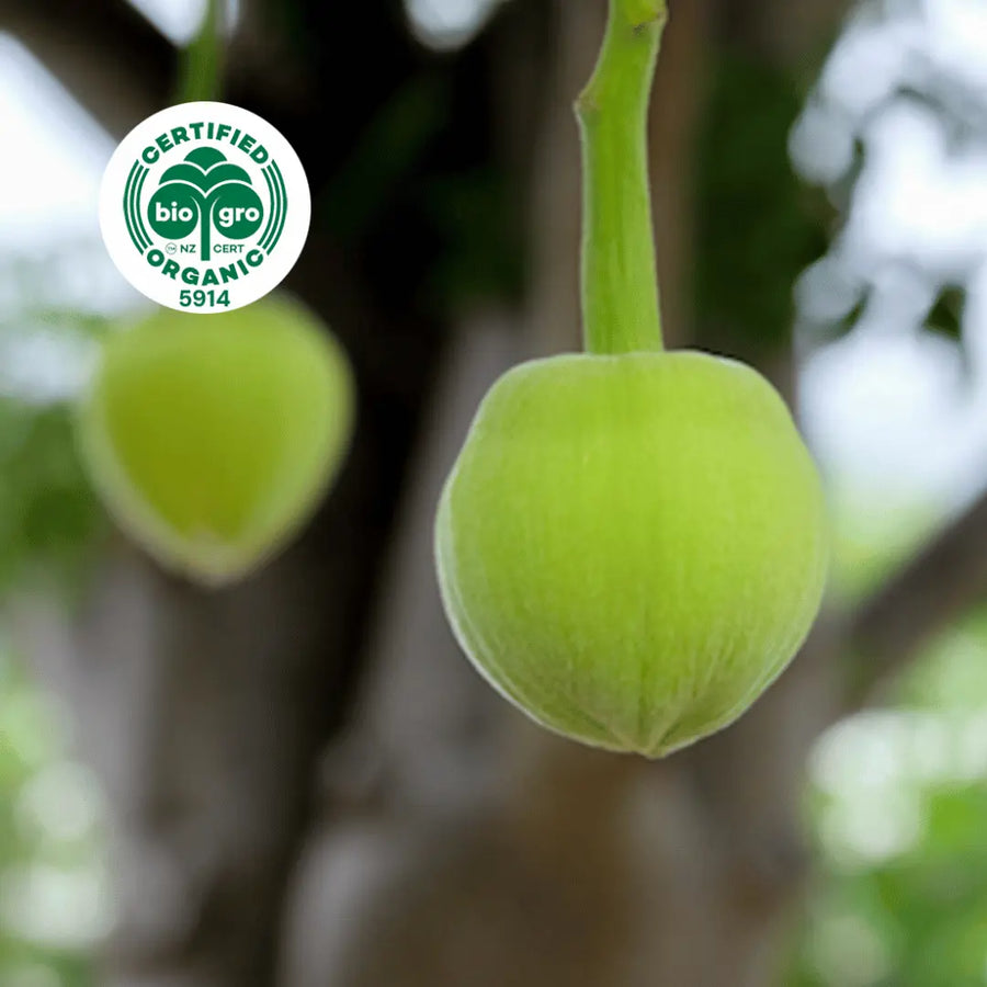 Green Baobab fruit hanging from the tree with bio gro logo in the top left corner to verify Go Native New Zealand's organic certification for organic baobab carrier oil