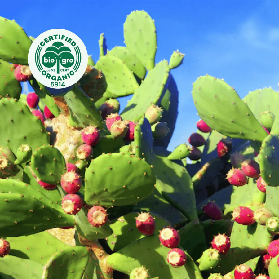 Prickly pear fruit growing on a cactus with bio gro logo in the top left corner to verify Go Native New Zealand's organic certification for organic prickly pear aka barbary fig seed carrier oil