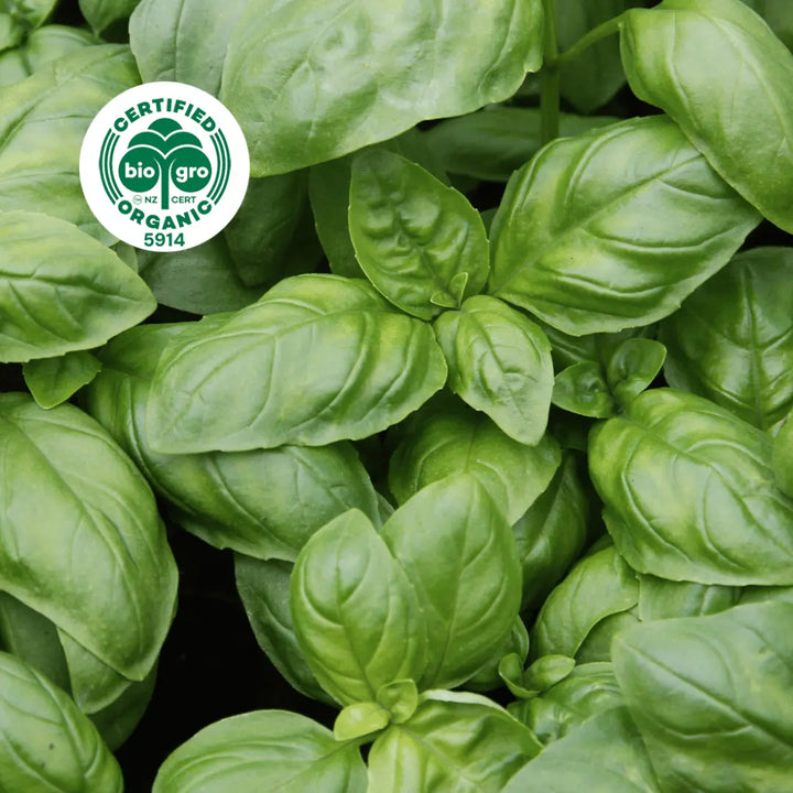 Go Native NZ beautiful green leaves of basil Essential Oil with Bio Gro Icon verifying Certified Organic status