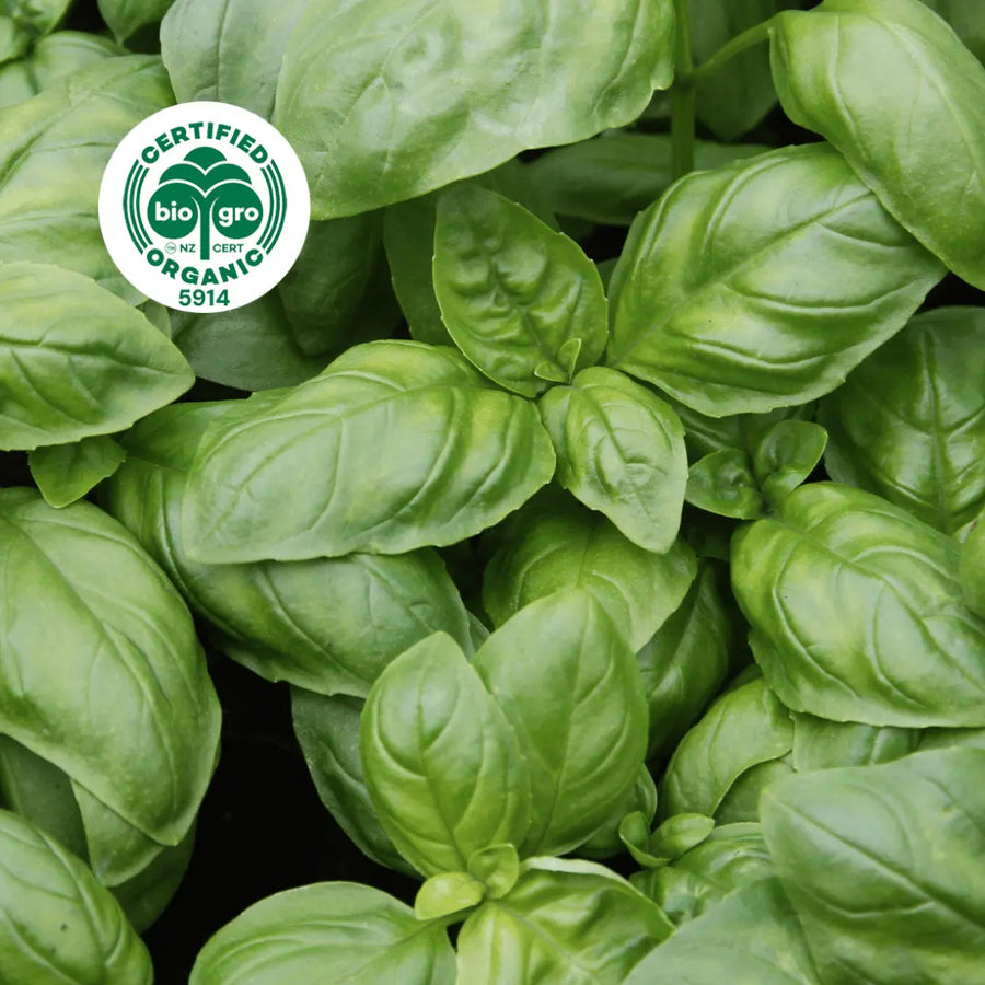Go Native NZ beautiful green leaves of basil Essential Oil with Bio Gro Icon verifying Certified Organic status