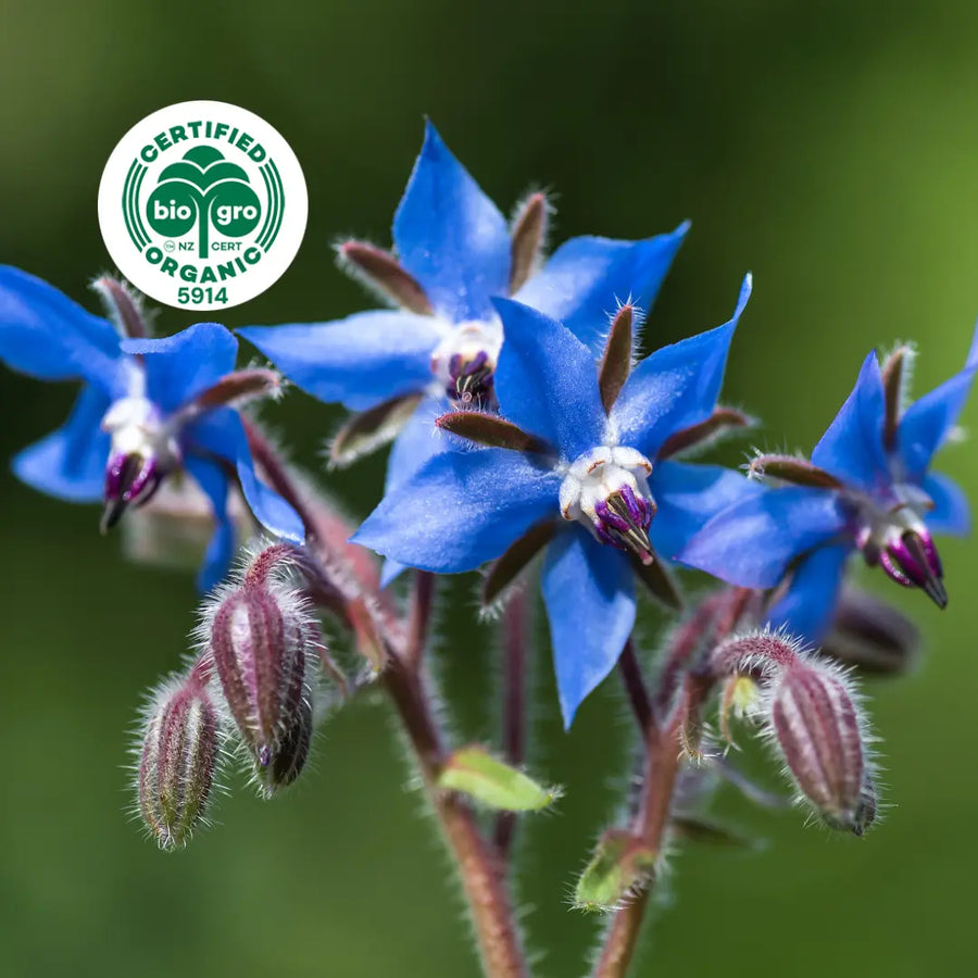 Blue Borage Flowers with bio gro logo in the top left corner to verify Go Native New Zealand's organic certification for organic borage seed carrier oil