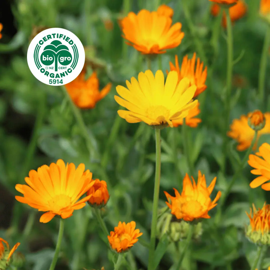Marigold flowers aka calendula growing in a filed in sunlight with bio gro Certified Organic icon to verify Go Native New Zealand's organic certification for calendula infused carrier oil