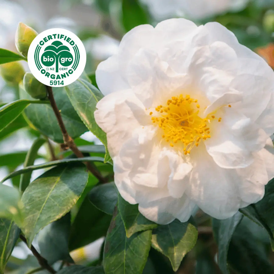 White Camellia flower growing on tree with bio gro Certified Organic icon to verify Go Native New Zealand's organic certification for camellia carrier oil