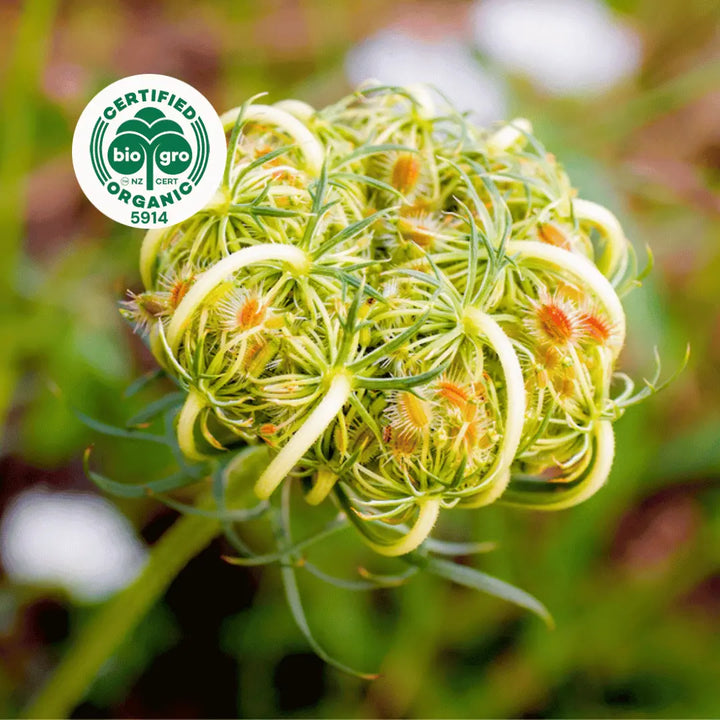 Go Native NZ detail of flower head for Carrot Seed Essential Oil with Bio Gro Icon verifying Certified Organic status
