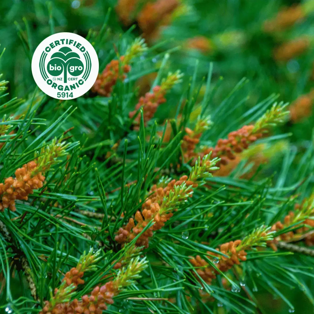 Go Native NZ leaves and flower for Cedarwood Essential Oil with Bio Gro Icon verifying Certified Organic status