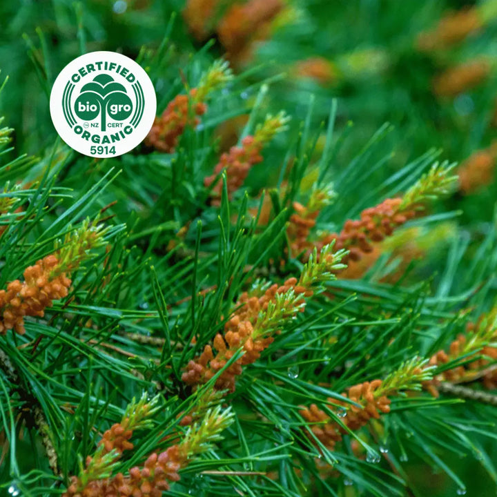 Go Native NZ leaves and flower for Cedarwood Essential Oil with Bio Gro Icon verifying Certified Organic status