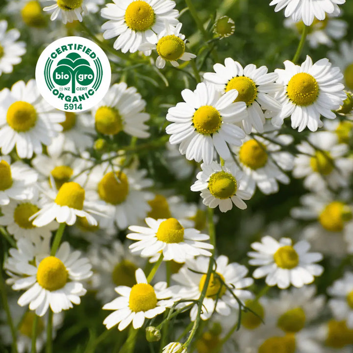 chamomile flowers in sun to make Essential Oil for Go Native NZ with Bio Gro Icon verifying Certified Organic status
