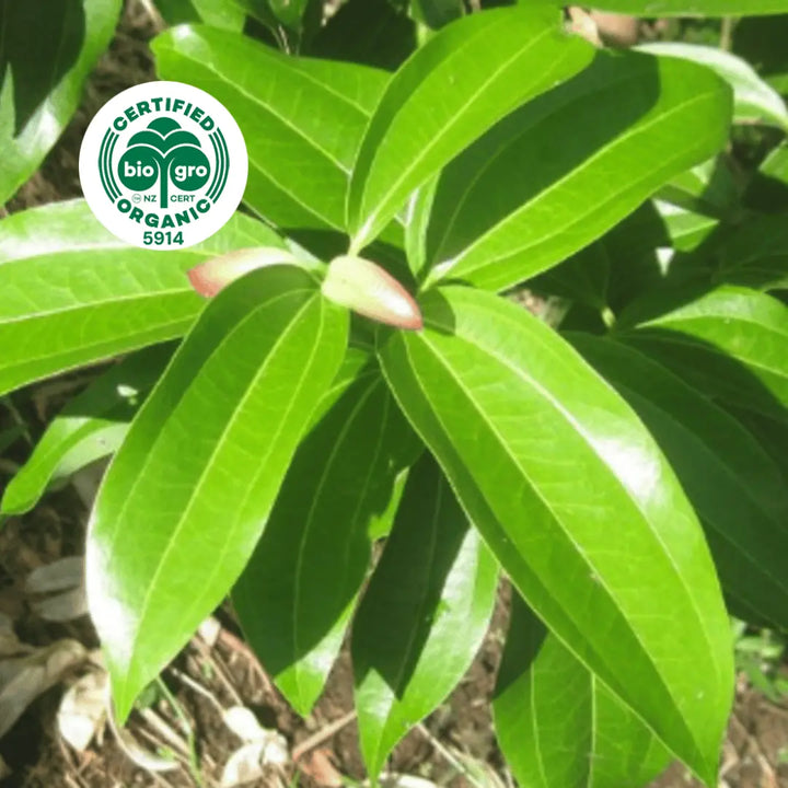 Go Native NZ leaves of Cinnamon Leaf Essential Oil with Bio Gro Icon verifying Certified Organic status