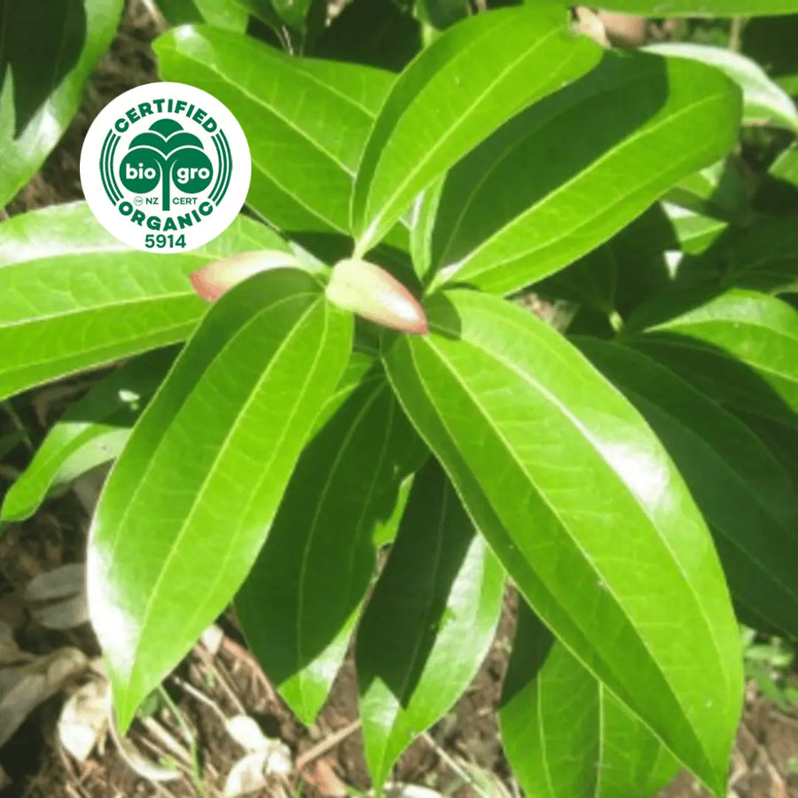 Go Native NZ leaves of Cinnamon Leaf Essential Oil with Bio Gro Icon verifying Certified Organic status