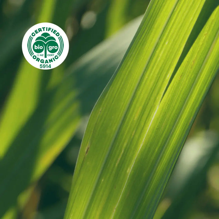 Go Native NZ leaves of citronella Essential Oil with Bio Gro Icon verifying Certified Organic status