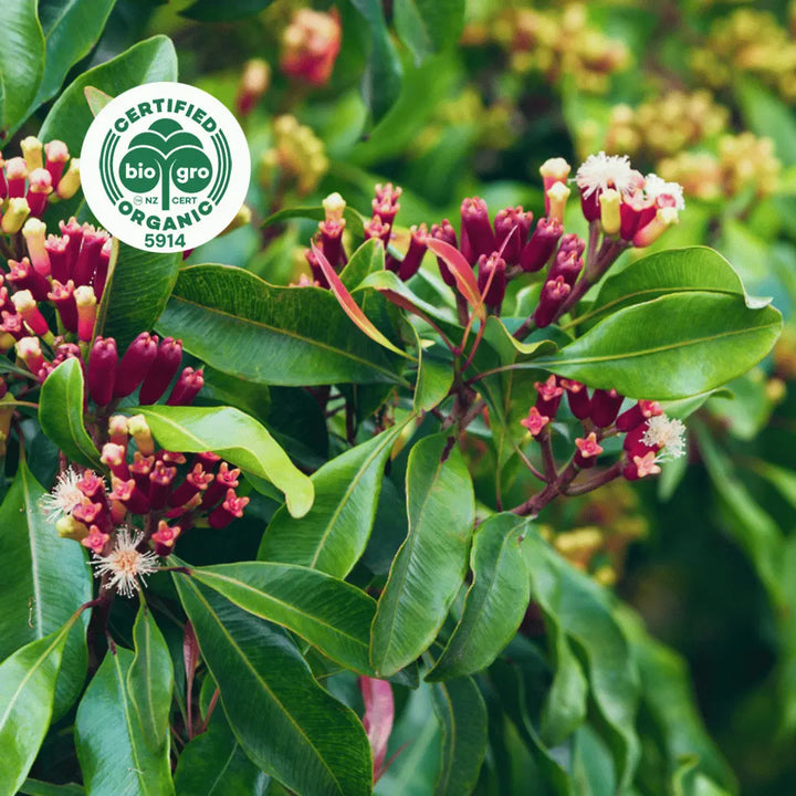 cloves green leaves and red stemmed flowers with white blooms ingredient to make Go Native NZ Essential Oil with Bio Gro Icon 5194 to verify Certified Organic