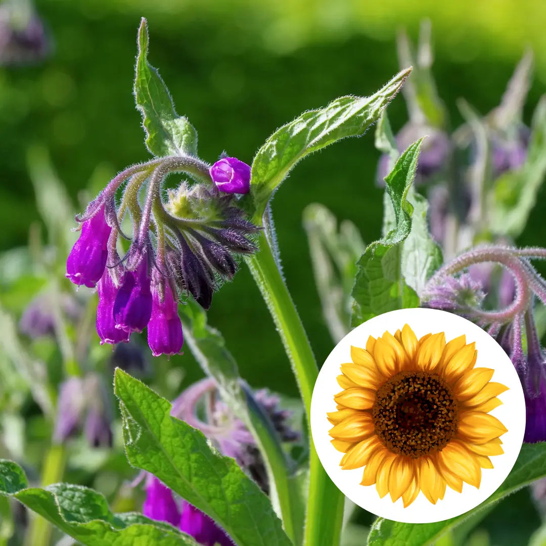 Comfrey Infused Oil