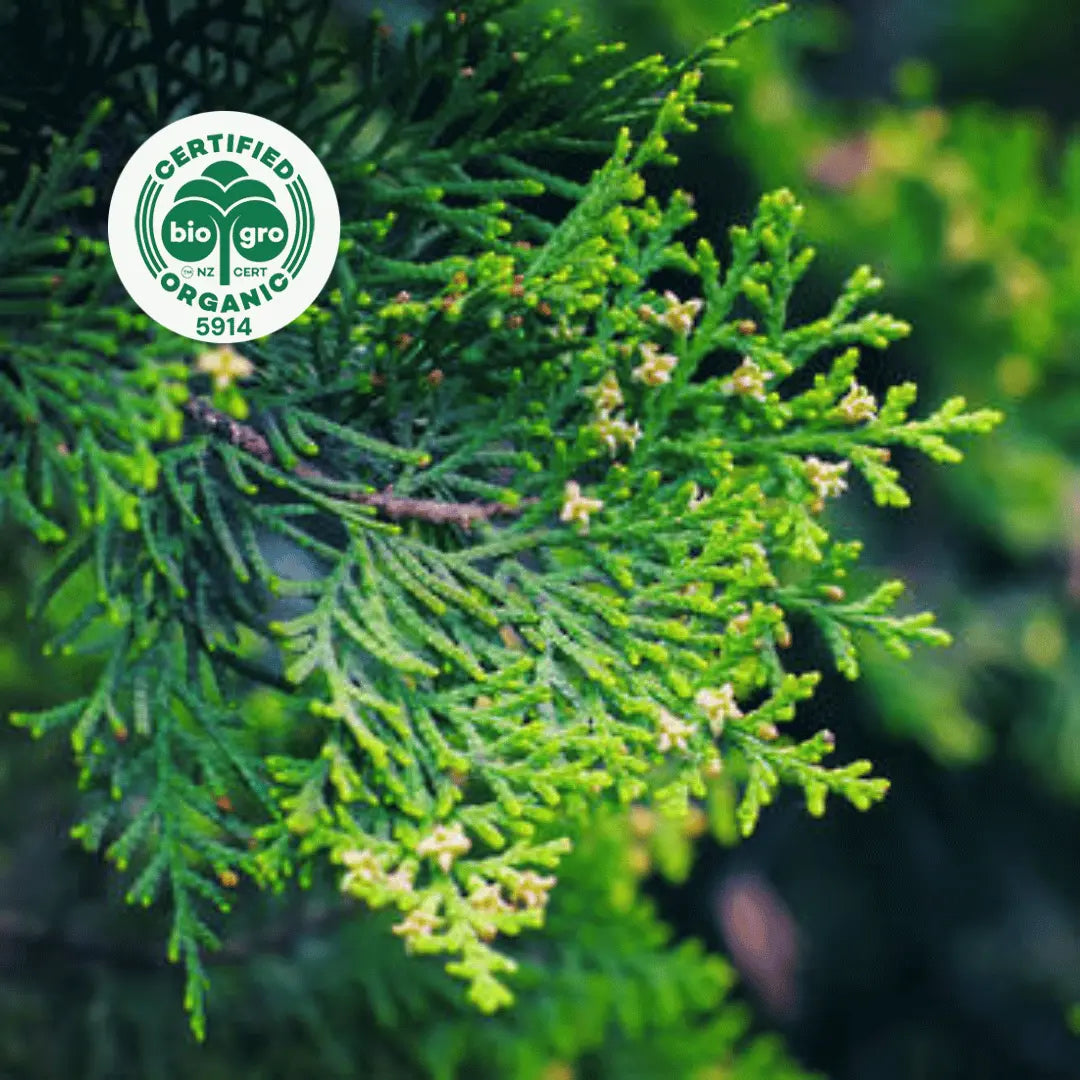 Cypress branch with leaves in daylight to make Go Native NZ Essential Oil with Bio Gro Icon 5194 to verify Certified Organic