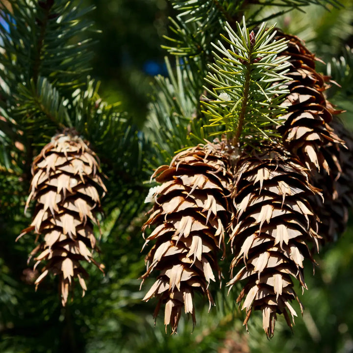 Douglas fir essential oil, NZ