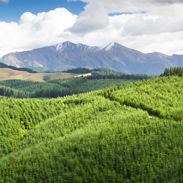 Douglas fir essential oil, NZ