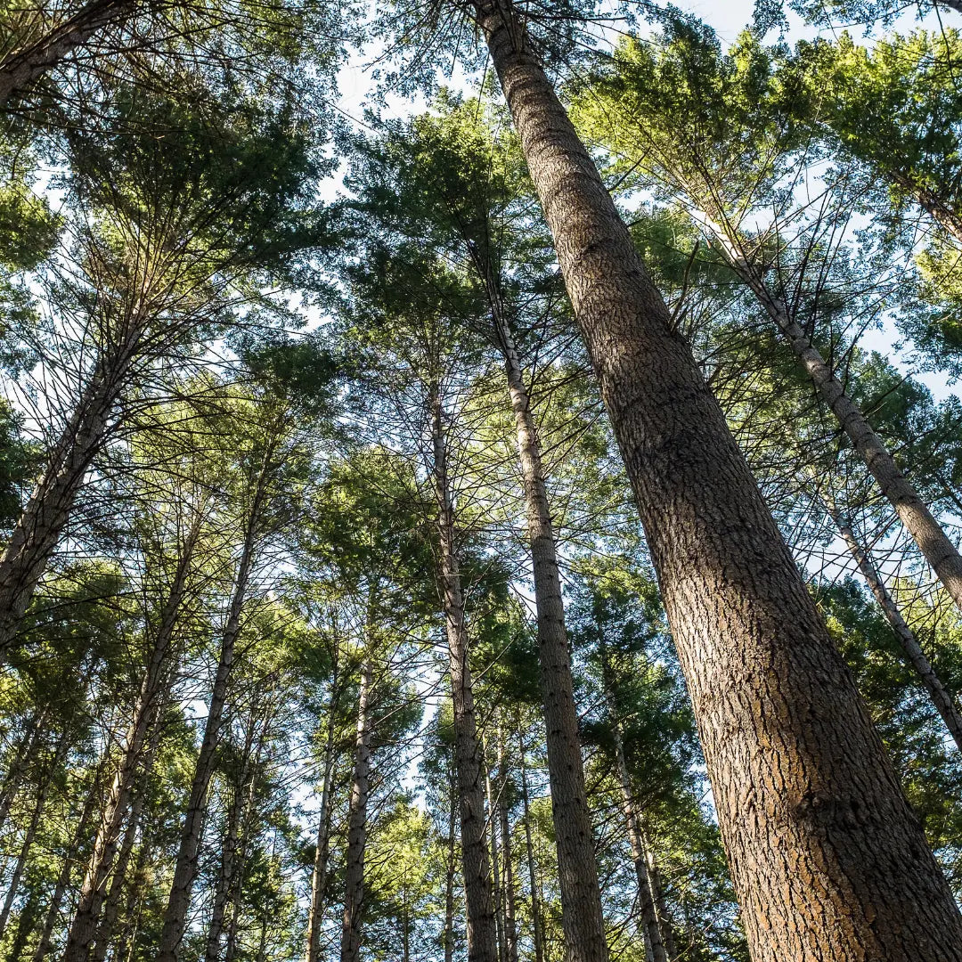 Douglas fir essential oil, NZ