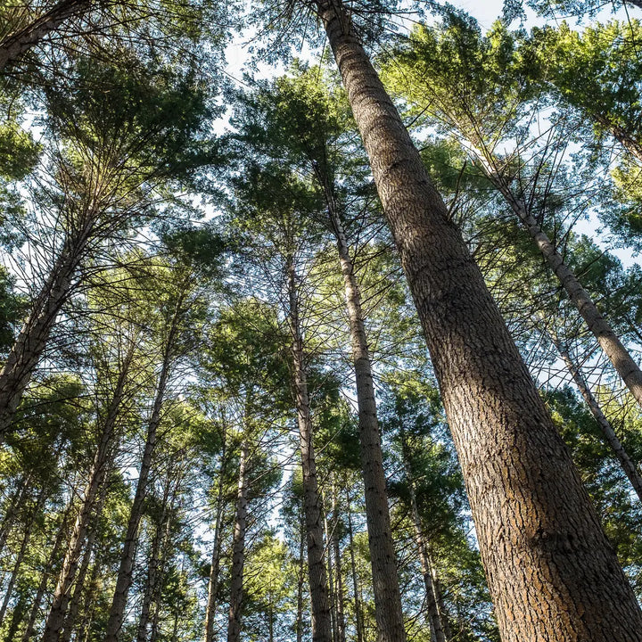 Douglas fir essential oil, NZ