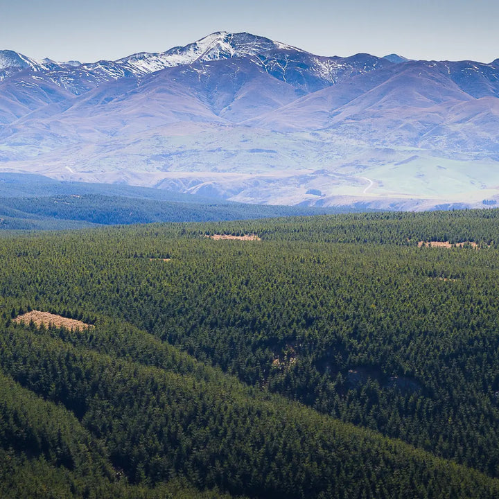 Douglas fir essential oil, NZ