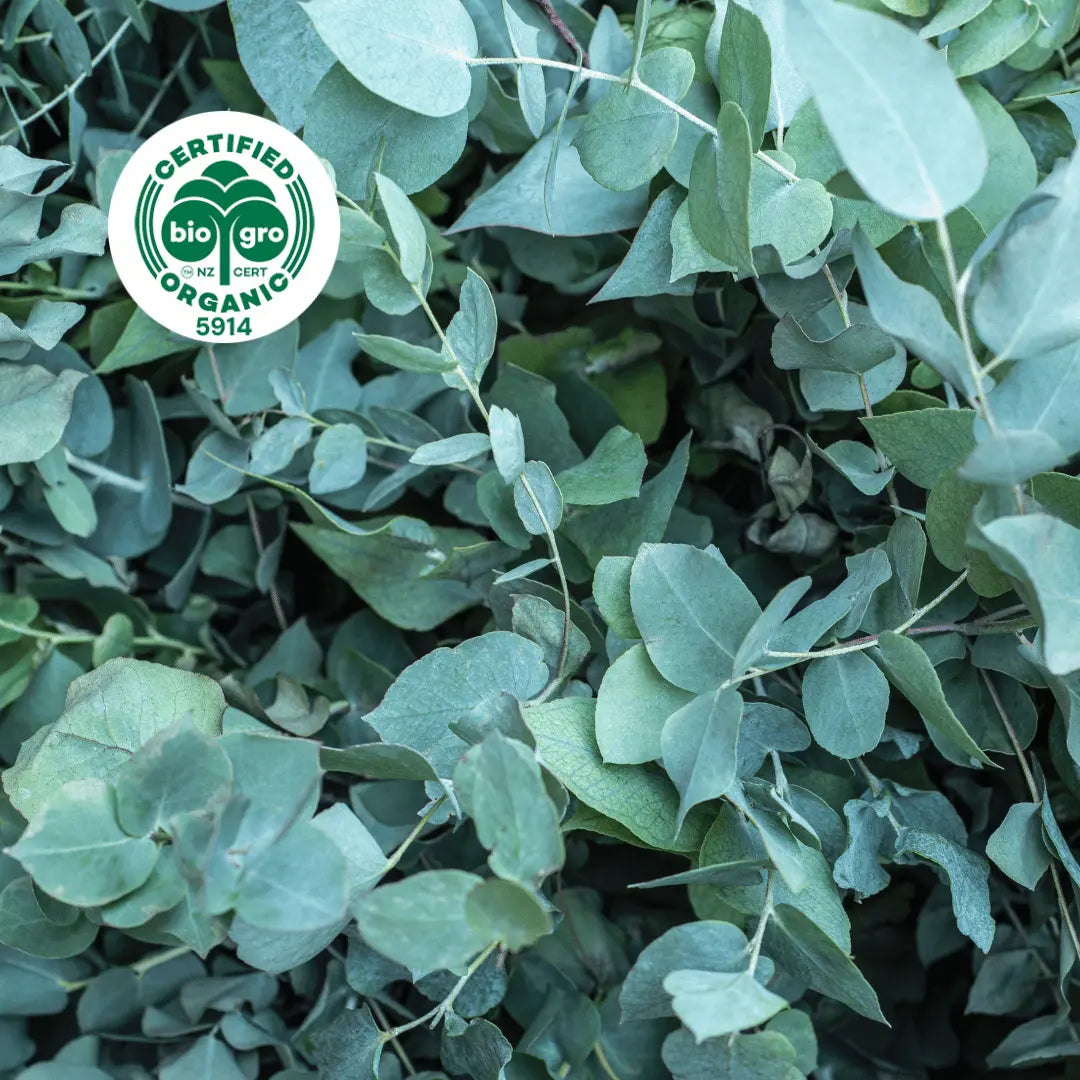 Eucalyptus Radiata branches with leaves to make Go Native NZ Essential Oil with Bio Gro Icon 5194 to verify Certified Organic