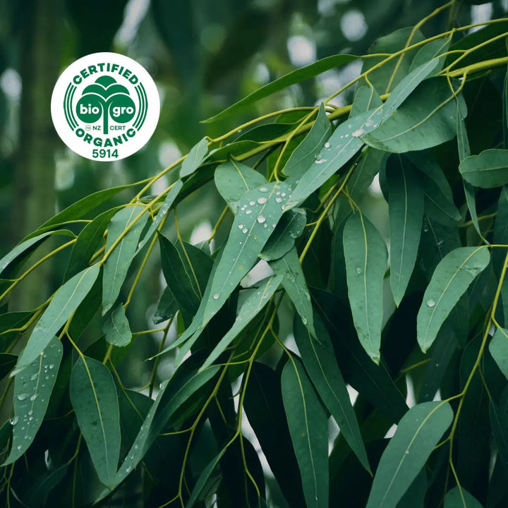Eucalyptus blue gum branches with lush green leaves and water drops ready to make Go Native NZ Essential Oil with Bio Gro Icon verifying Certified Organic