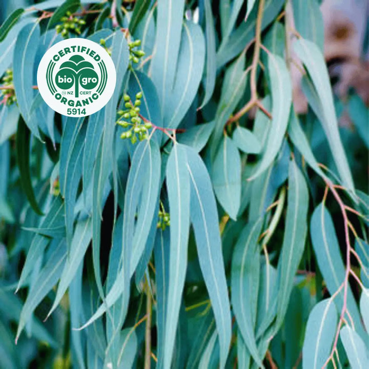 Eucalyptus lemon branches with long elegant leaves ready to make Go Native NZ Essential Oil with Bio Gro Icon verifying Certified Organic