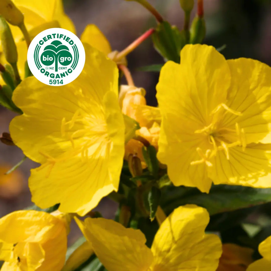 small yellow evening primrose flowers growing on plant with bio gro Certified Organic icon to verify Go Native New Zealand's organic certification for evening primrose carrier oil