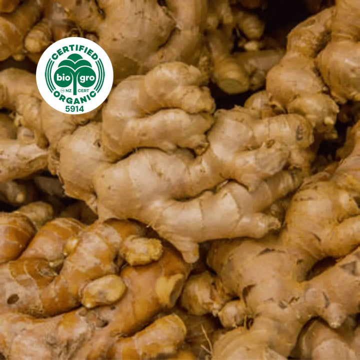 Bulk pile of ginger roots used for Go Native NZ Essential Oil with Bio Gro Icon verifying Certified Organic