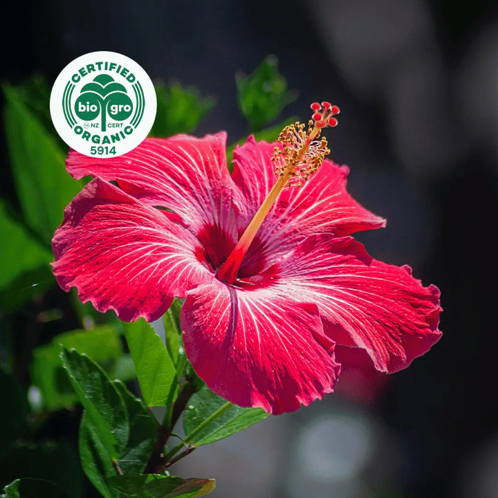 red hibiscus flower blooming in the sun with bio gro Certified Organic icon to verify Go Native New Zealand's organic certification for hibiscus carrier oil