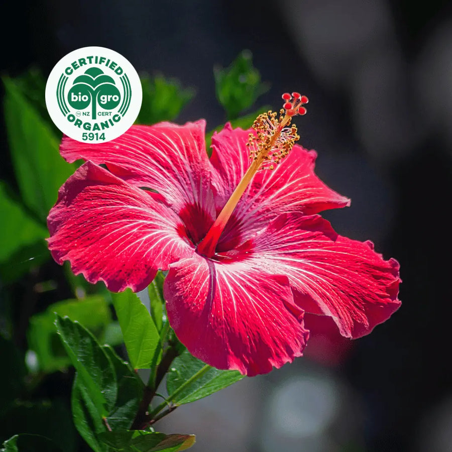 red hibiscus flower blooming in the sun with bio gro Certified Organic icon to verify Go Native New Zealand's organic certification for hibiscus carrier oil