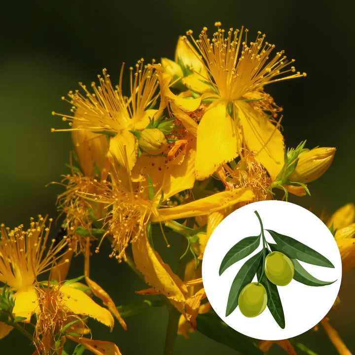 Hypericum (St John’s Wort) infused oil