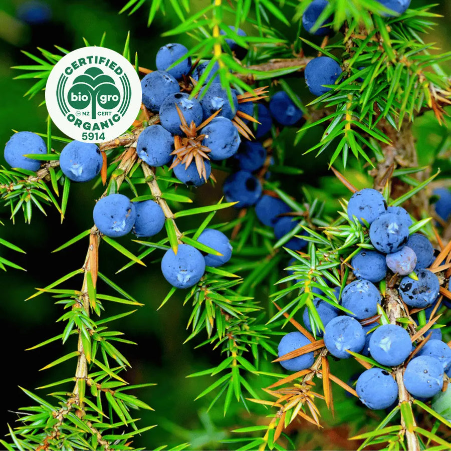 Juniper branches with leaves and beautiful dusky blue berries in sunlight to make Go Native NZ Essential Oil  with Bio Gro Icon to verify Certified Organic