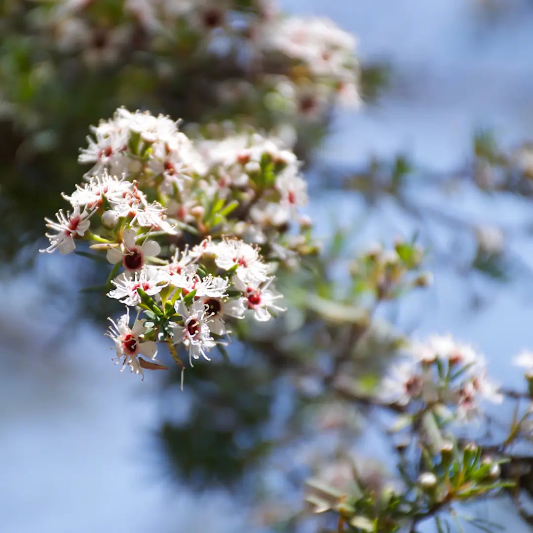 Close-up of flowering kānuka (Kunzea ericoides) with delicate white blooms, used to produce New Zealand-grown, spray-free kānuka hydrosol sold by Go Native NZ